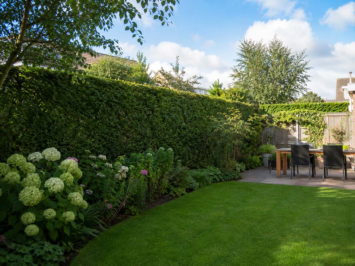 Kant-en-klare haag als groene achtergrond in de tuin
