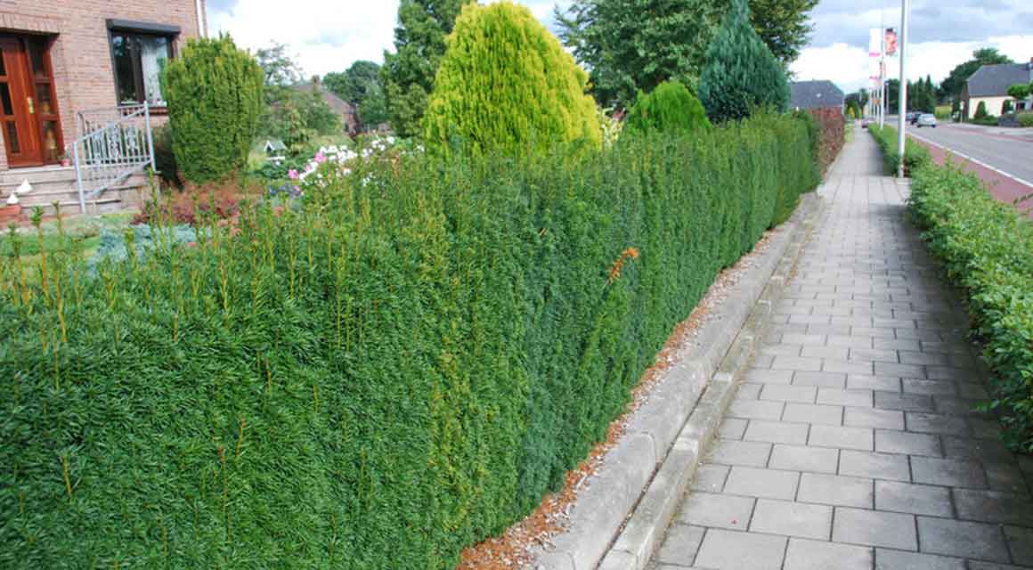 Taxus in verschillende tuinsoorten