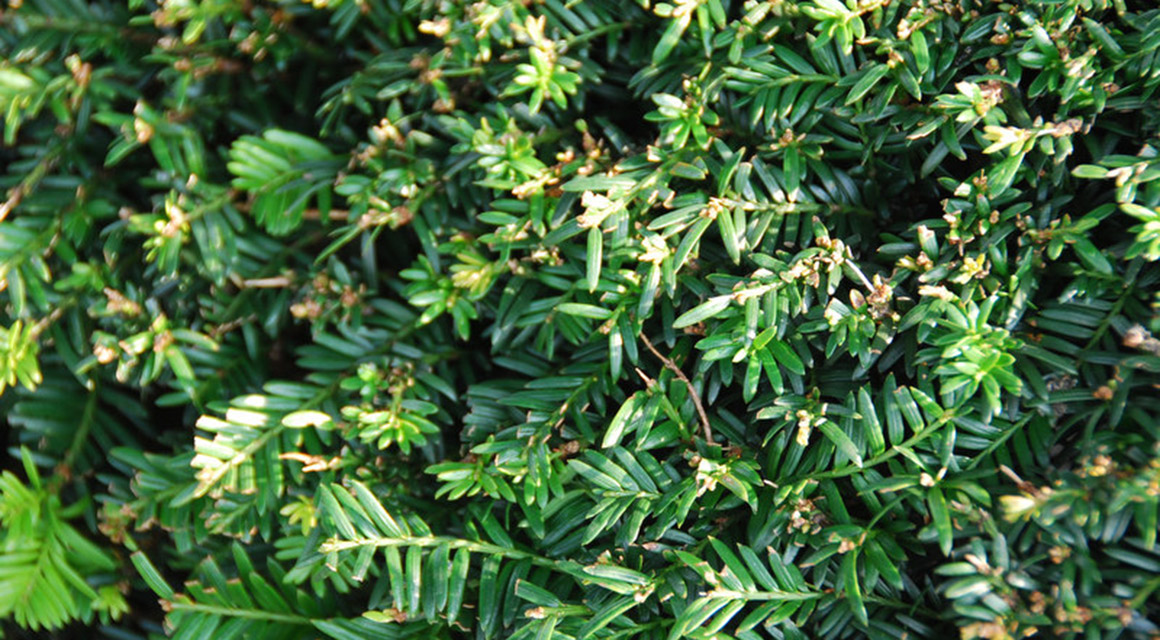 Taxus groeit langzaam als haagplant