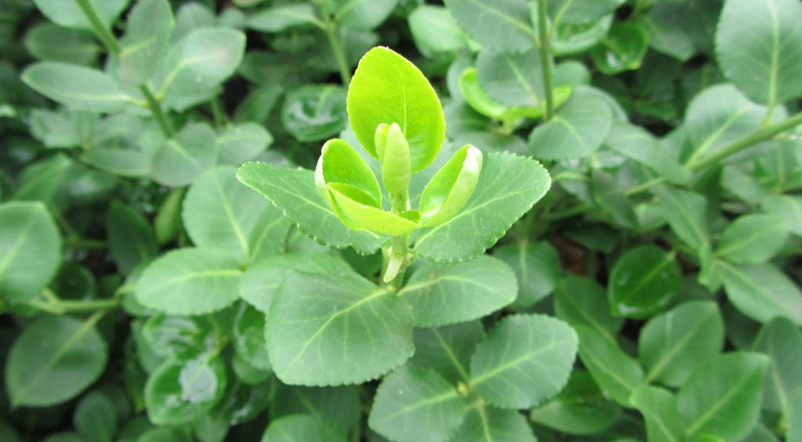 bodembedekkers wintergroen