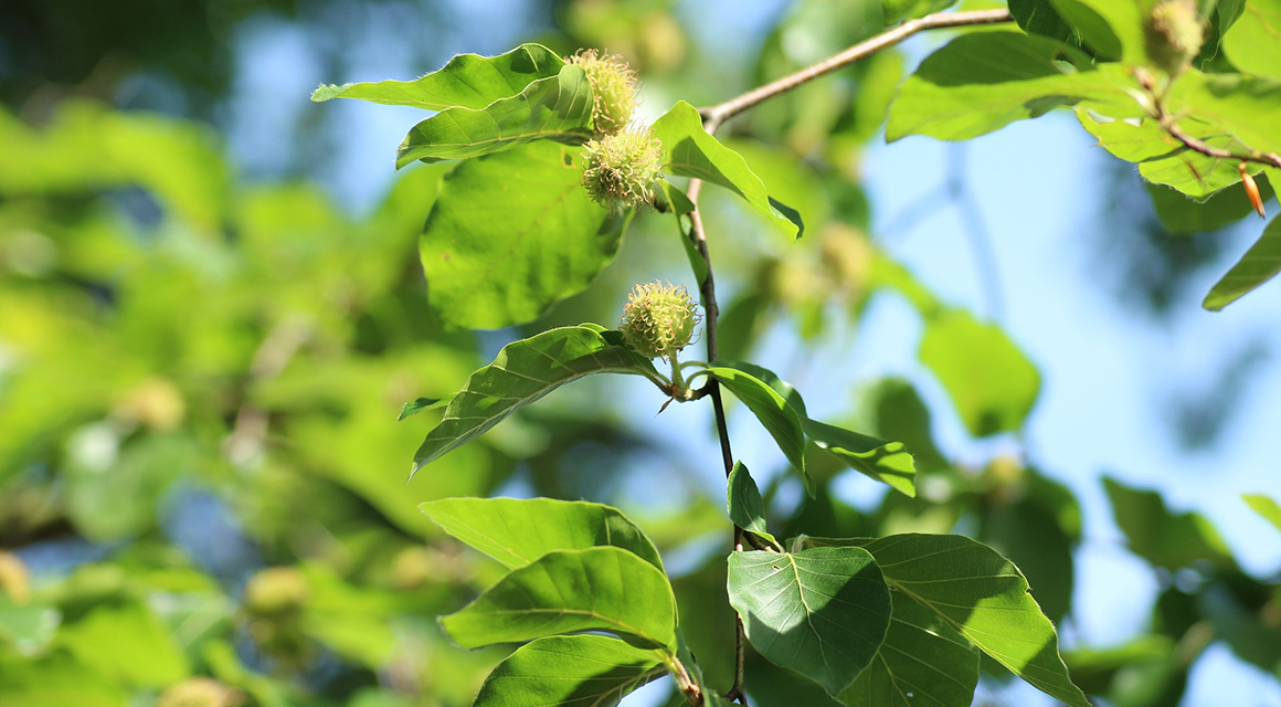 Bomen haagplanten beuk
