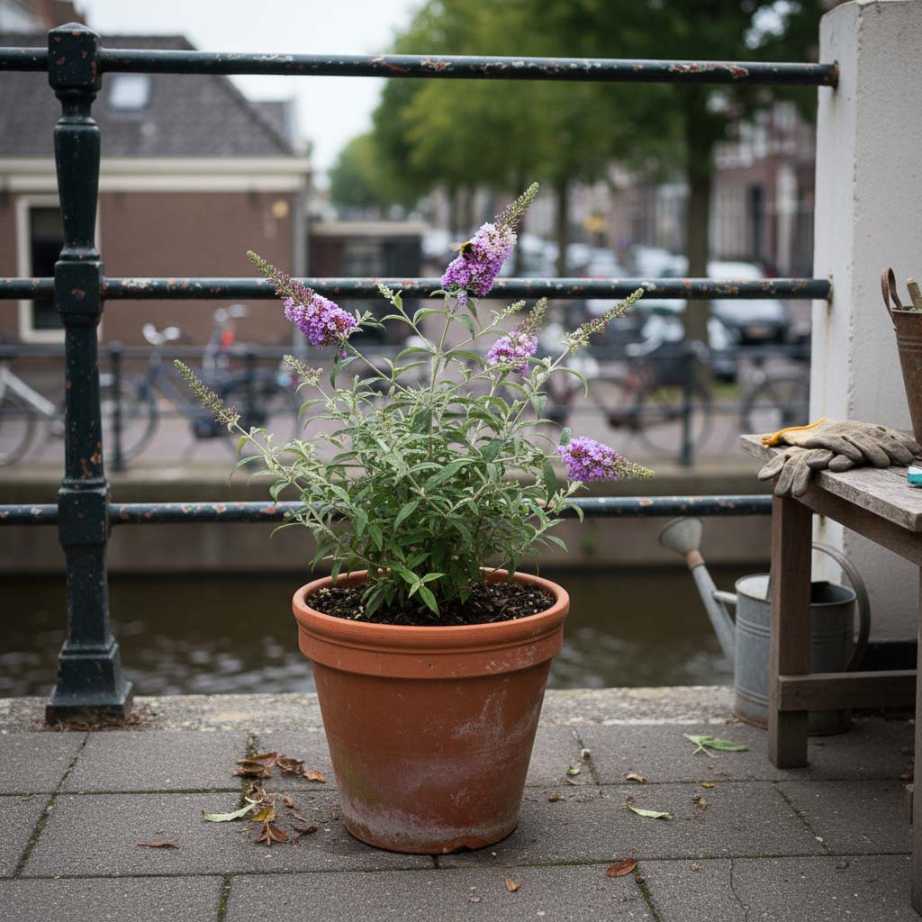 Vlinderstruik in pot op terras of balkon