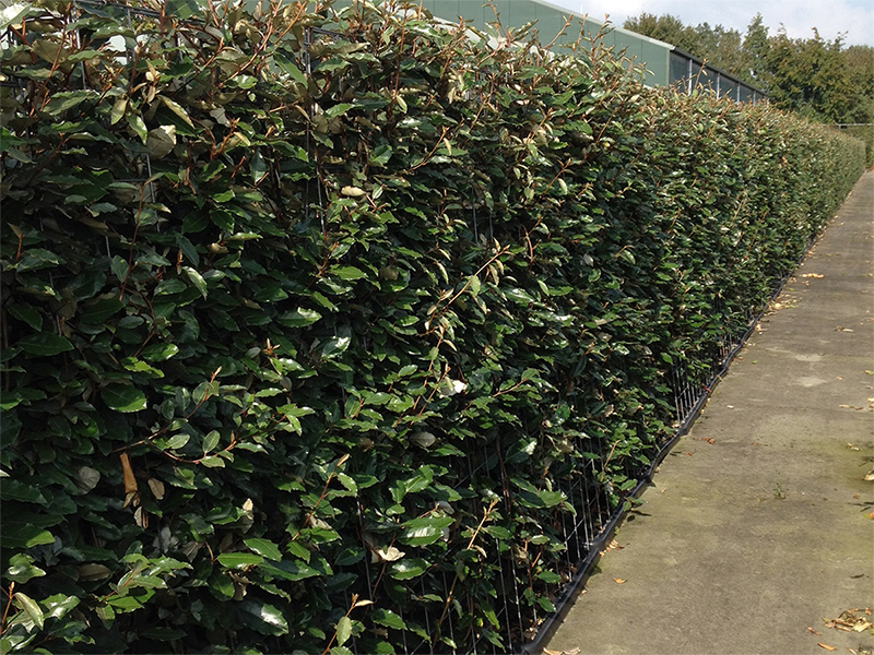Elaeagnus olijfwilg haag met zilverachtige bladeren