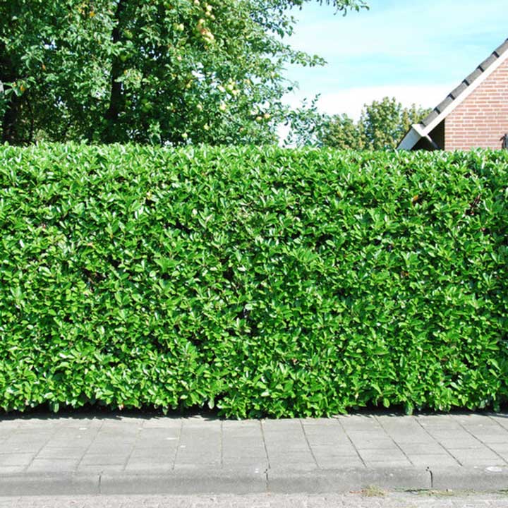 Plantwijzer laurierhaag
