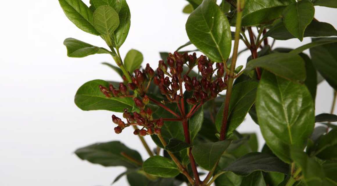 Haagplanten bloeien ’s winters