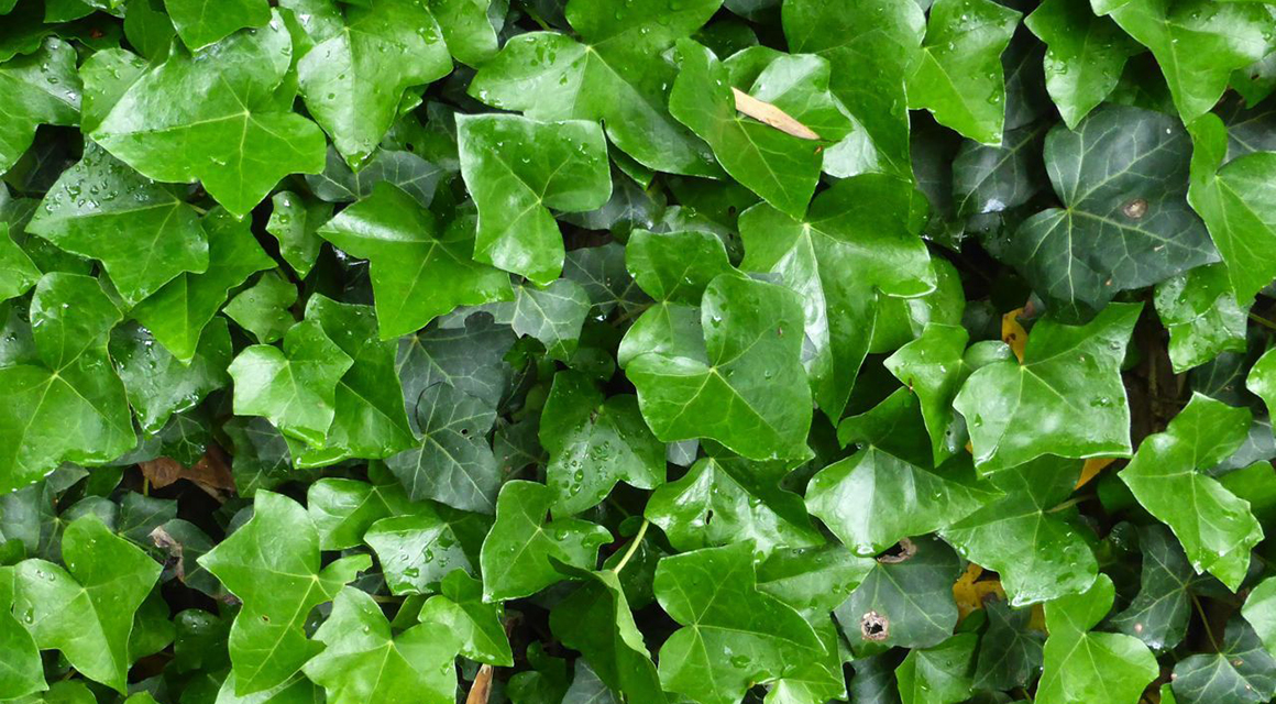 Haagplanten bodembedekkers