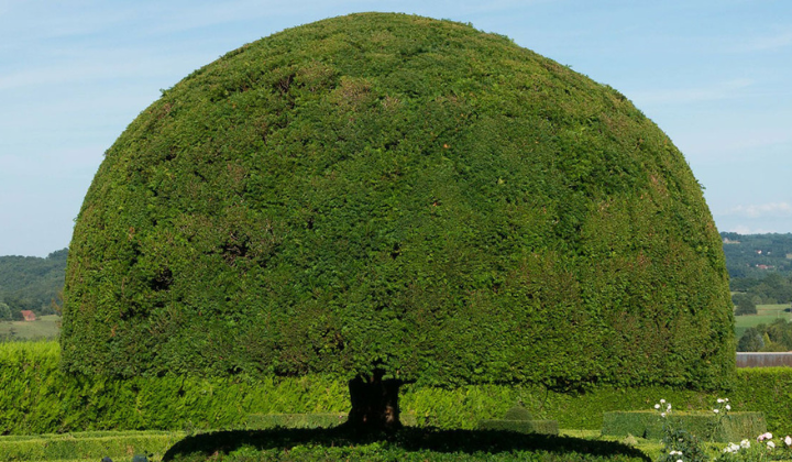 Samenvatting coniferen als buxus-alternatief