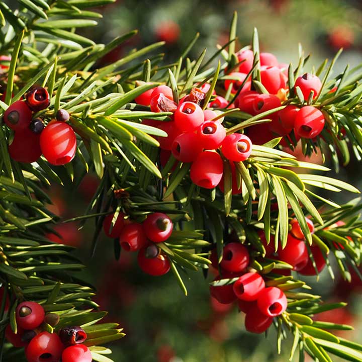 Coniferenhaag Taxus Coniferenhaag Taxus