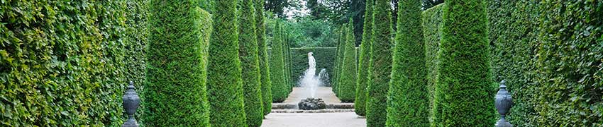 Haagconiferen: soorten en cultivars Haagconiferen: soorten en cultivars