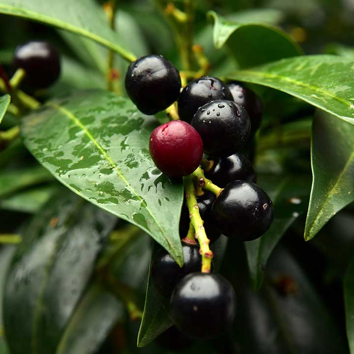Tuininspiratie  laurier