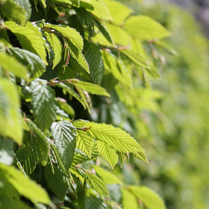 Tuininspiratie: privacyhagen