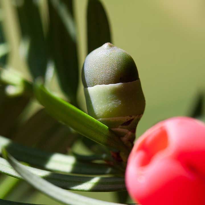Tuininspiratie  taxus