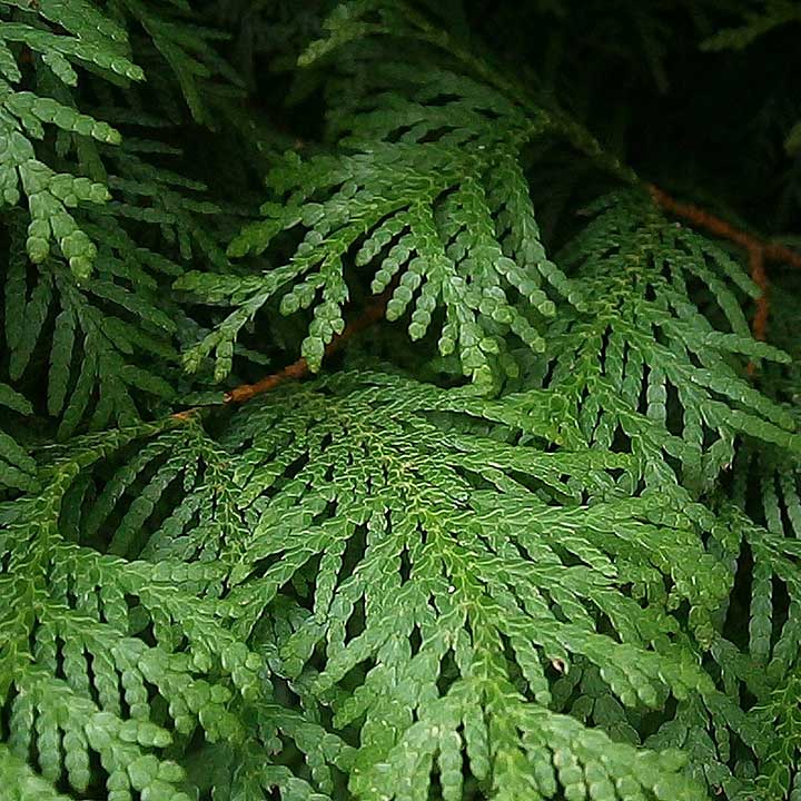 Tuininspiratie thuja