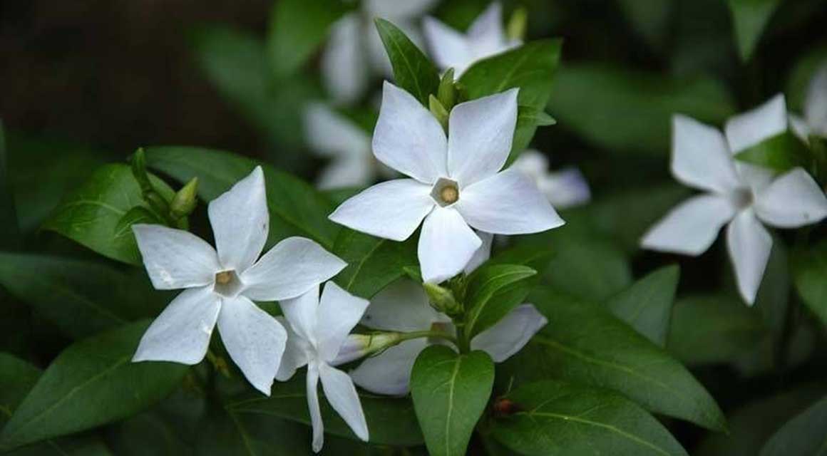 Mediterrane haagplanten kopen