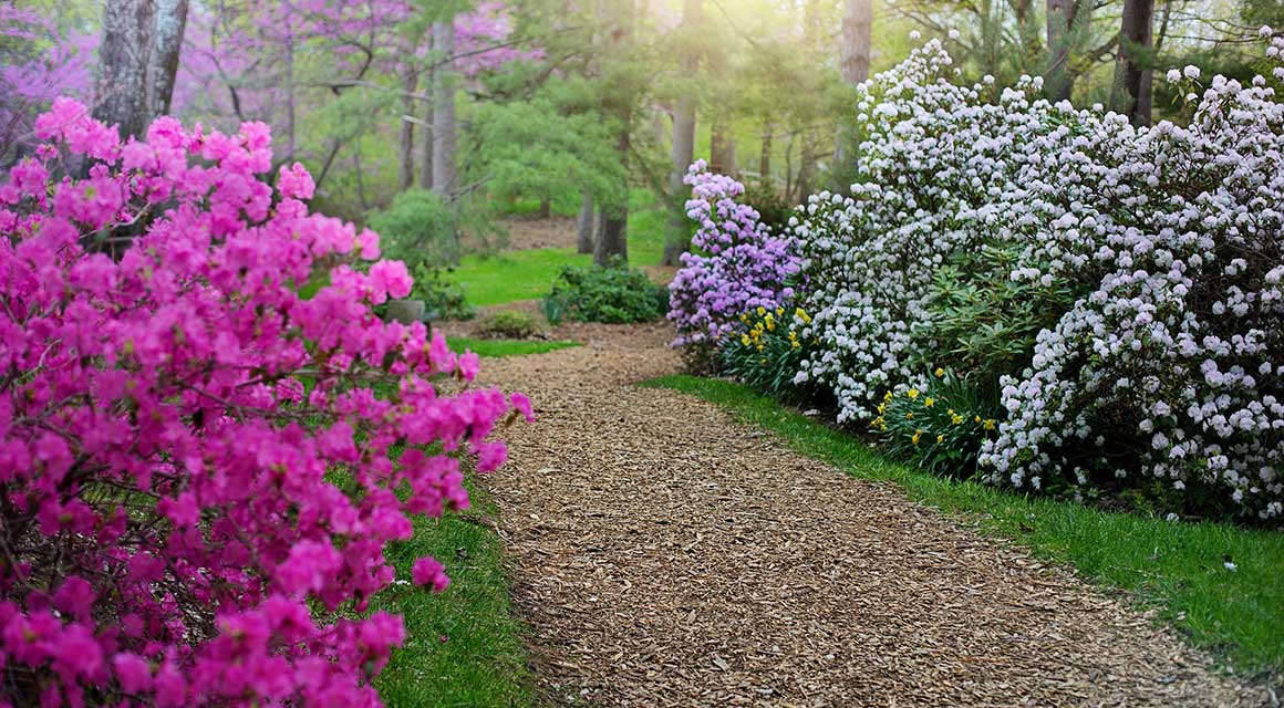 Rhododendron verzorgen