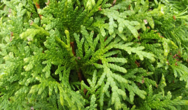 Snoei en verzorging van buxus-alternatieven