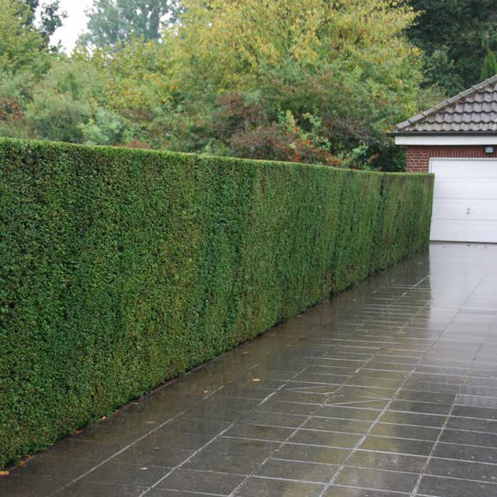 De taxus als privacyhaag