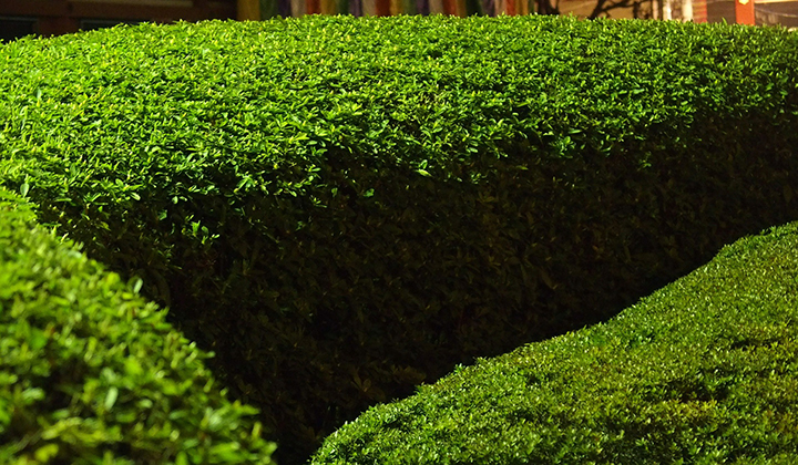 Tuingids buxus