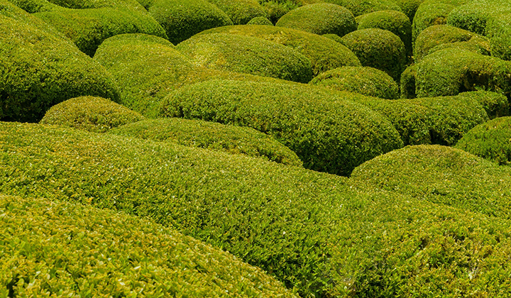 Hoe moet ik een buxushaag planten?