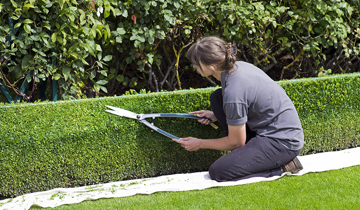 Hoe snoei ik mijn buxus?