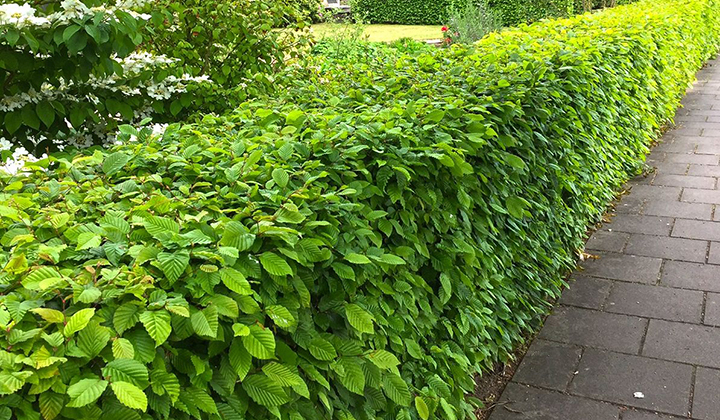 Haagbeuk met kluit, in pot of met blote wortels?