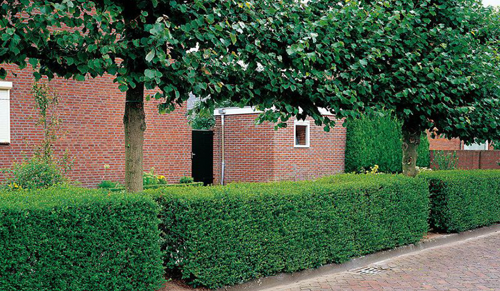 Hoe plant ik een ligusterhaag?