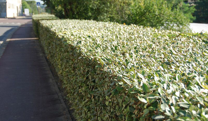 Haagplanten arme grond