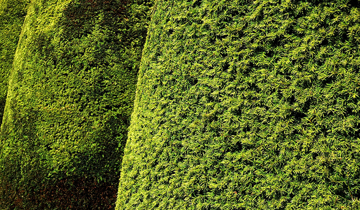 Inheemse haagplanten