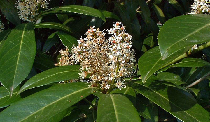 Kirschlorbeer 'Caucasica'