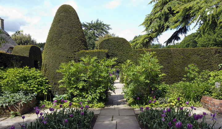 Coniferen: het ideale buxus-alternatief?