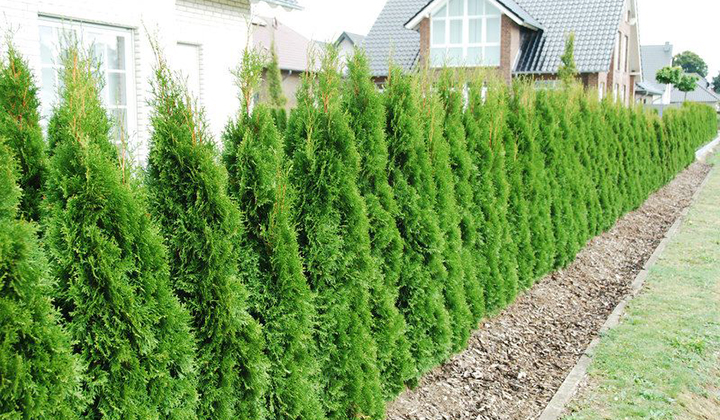Welke groenblijvende haagplanten groeien snel?