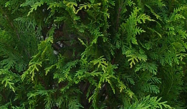 snoei Californische cipres