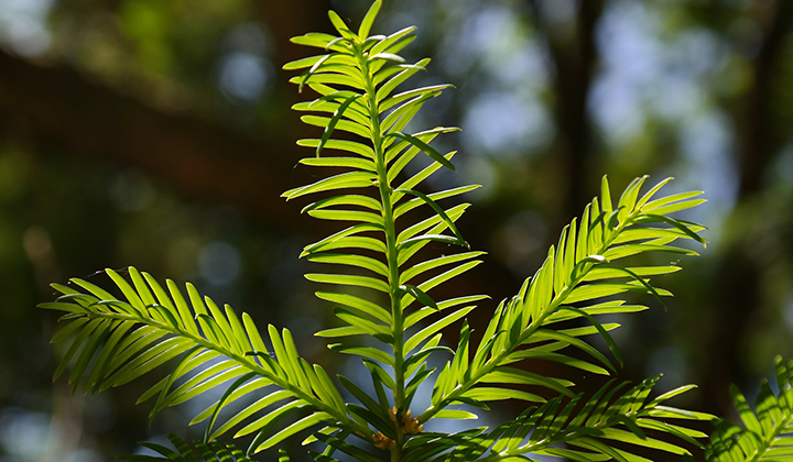 taxus bemesten goed idee