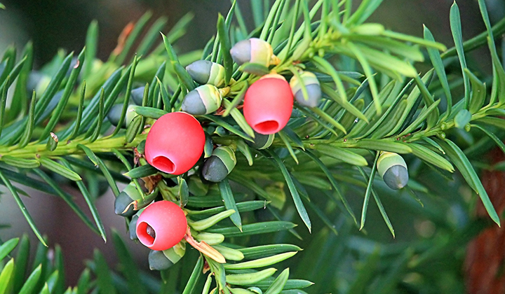 Tuingids taxus