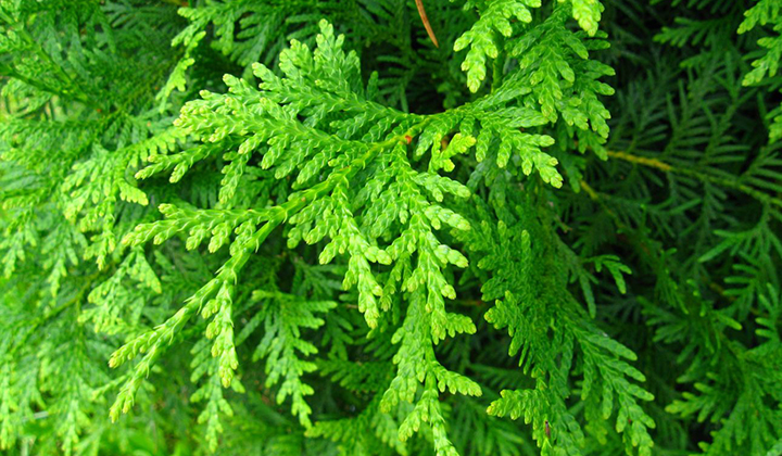 Tuingids thuja