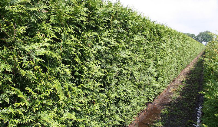 Thuja 'Excelsa' kopen