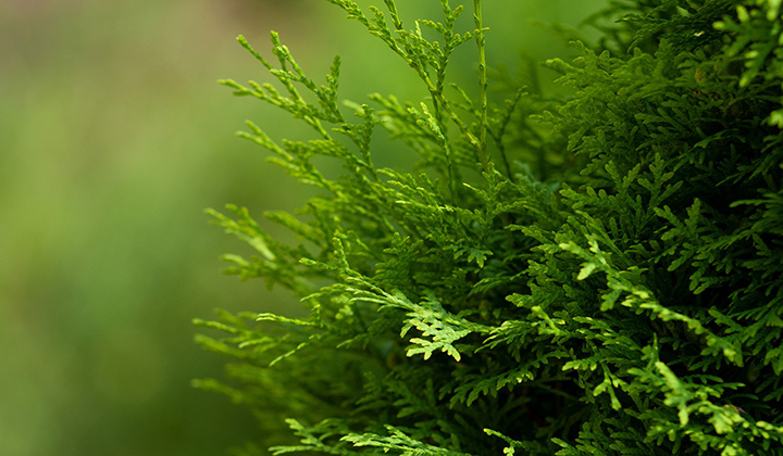 Thuja gevaarlijk