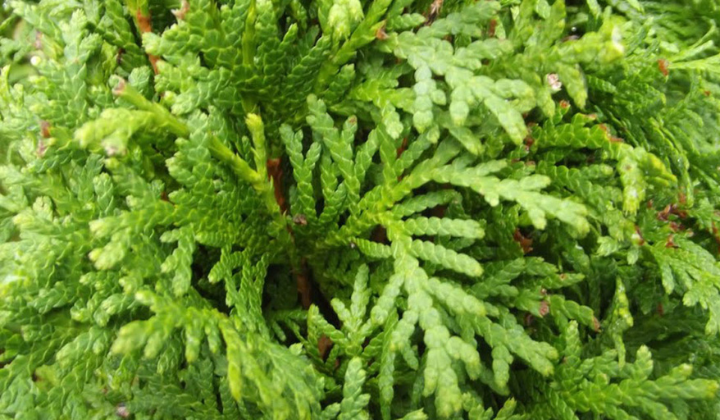 Thuja (levensboom) tijdens droge periodes