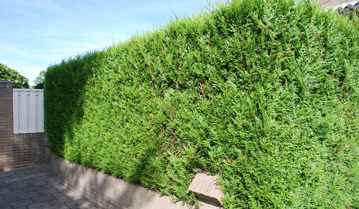 Thuja 'Martin' kopen