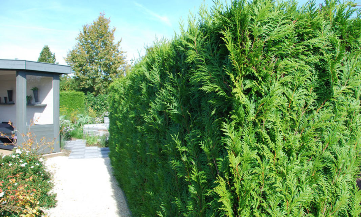 Thuja occidentalis en Thuja plicata