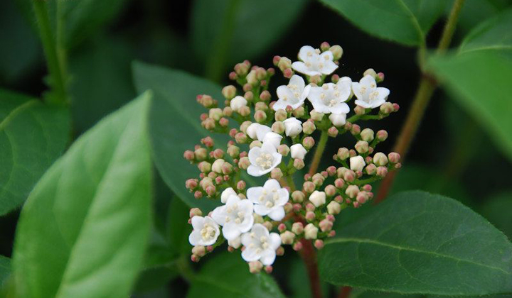 Viburnum planten