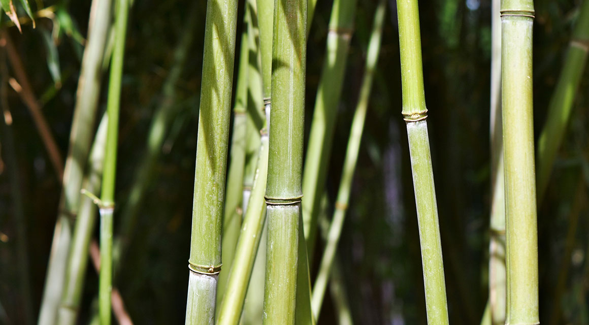 Tuingids bamboe