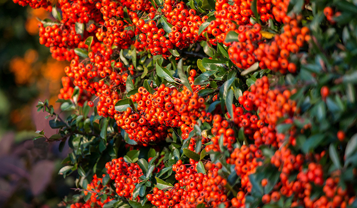 vuurdoornhaag planten