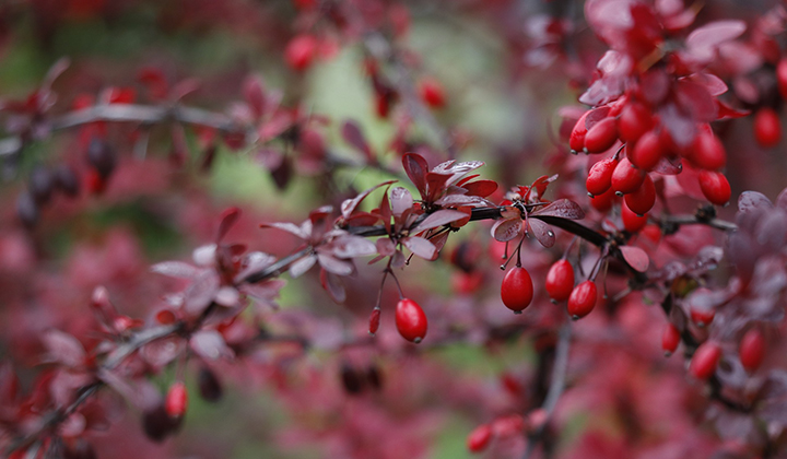 wanneer-berberis-planten