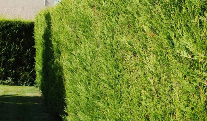 Wanneer snoei leylandii