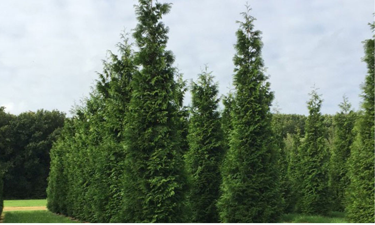 Waarom kiezen voor een reuzenlevensboom?