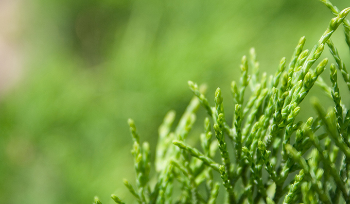 Wat is het verschil tussen Thuja occidentalis en Thuja plicata?
