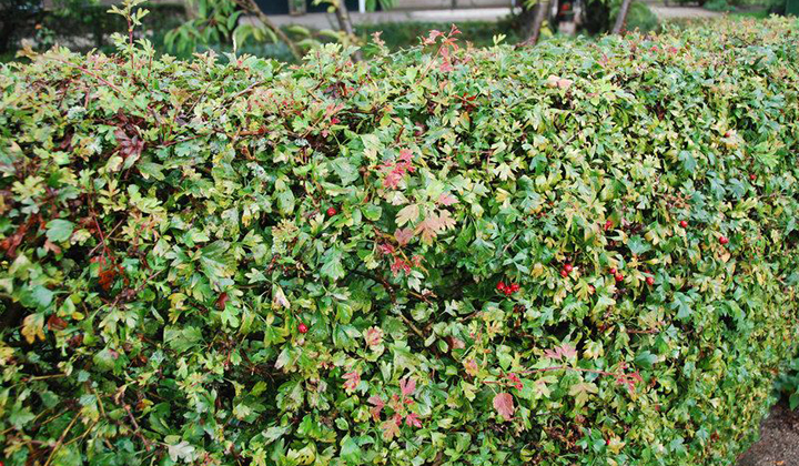 Wintergroene haagplanten West-Europa