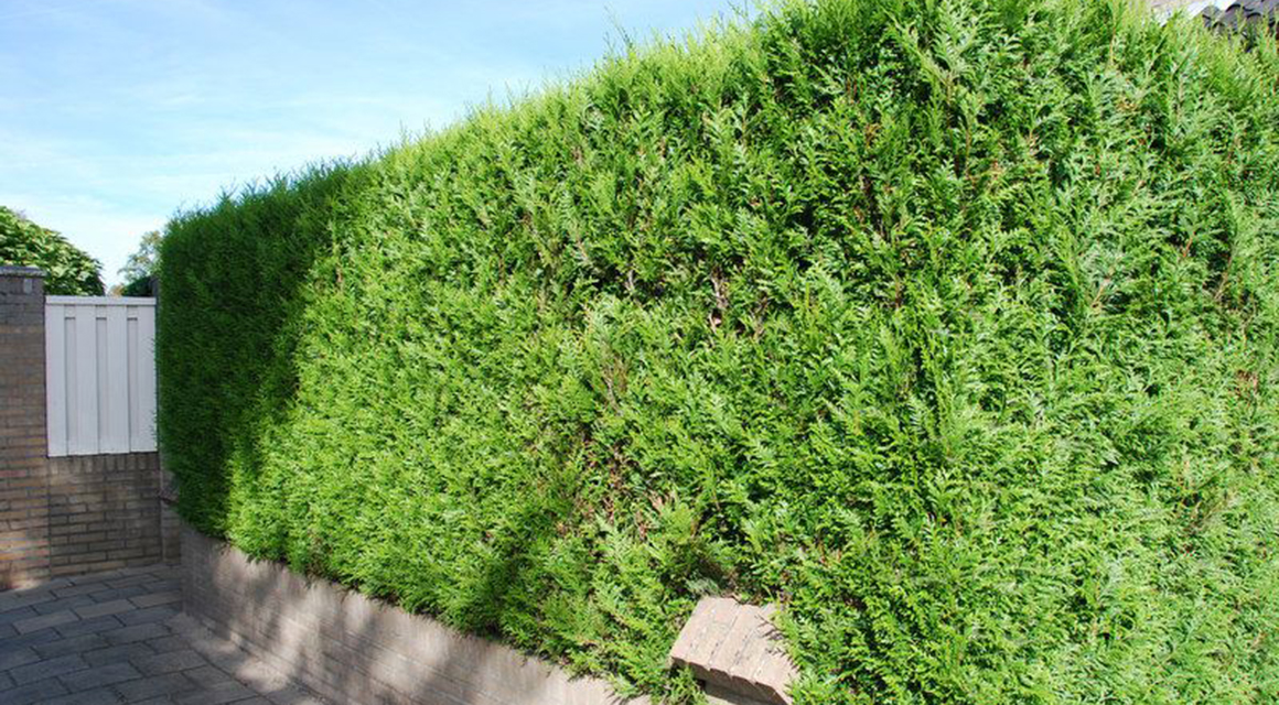 Uitdroging en zoutvergiftiging voorkomen thuja
