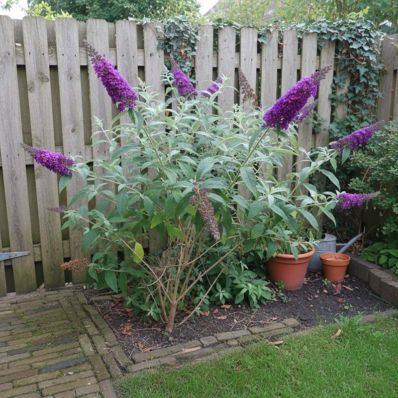 Vlinderstruik in kleine tuin
